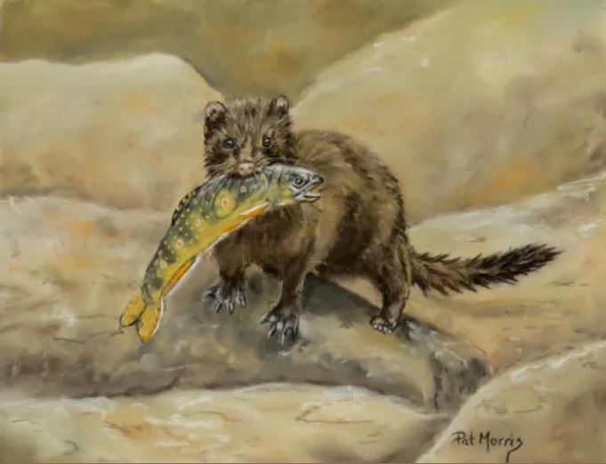 Pat Morris