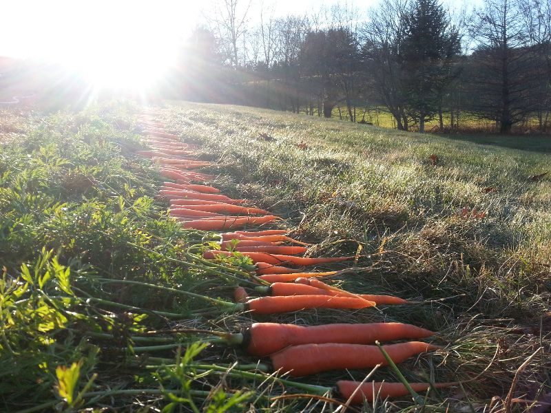 Wellstone Farm