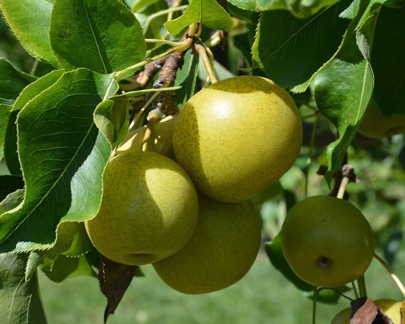 Lyman Orchards