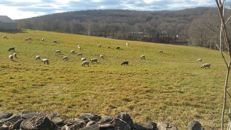 Penfield farm