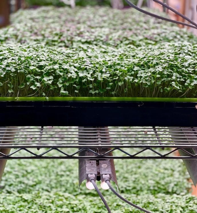 HydroCat Microgreens